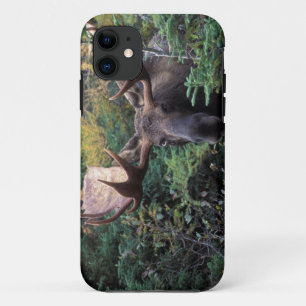 Coque iPhone 11 Amérique du Nord, Canada, Nouvelle-Écosse, Cap-Bre