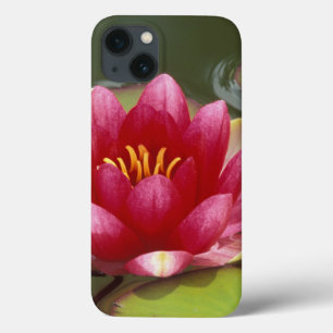 iPhone 13 Coque Amérique du Nord, États-Unis, WA, Seattle, Woodl