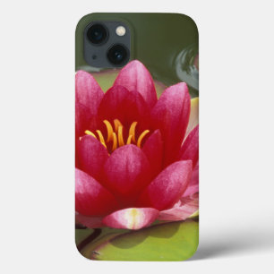 iPhone 13 Case Amérique du Nord, États-Unis, WA, Seattle, Woodlan
