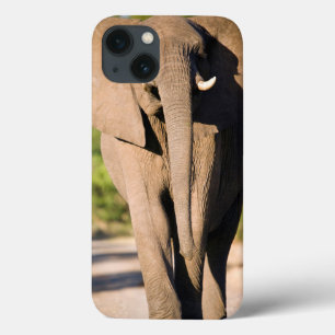 iPhone 13 Coque An African Elephant (Loxodonta Africana) Walks