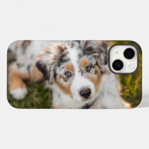 Coque Pour iPhone 14 Animaux de bébés cutest   Australian Shepherd Pupp
