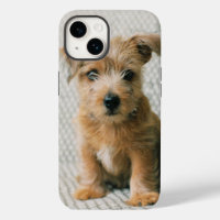 Animaux de bébés cutest | Norfolk Terrier Puppy