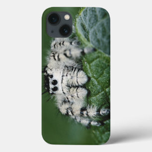 iPhone 13 Case Araignée sauteuse Metaphid