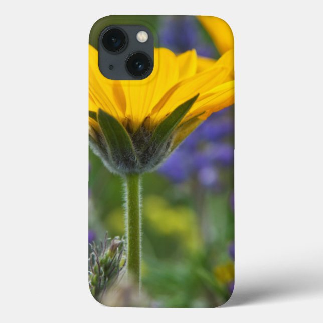 Coques Case-Mate iPhone Arrowleaf Balsam Root and Lupine in Spring Bloom (Verso)