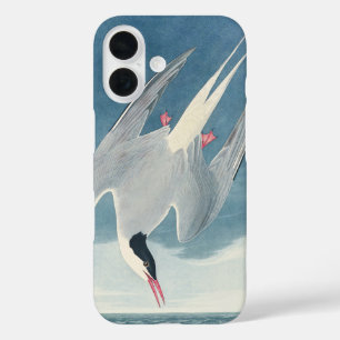 Coque Pour iPhone 16 Art vintage d'oiseau côtier Sterne arctique d'Audu