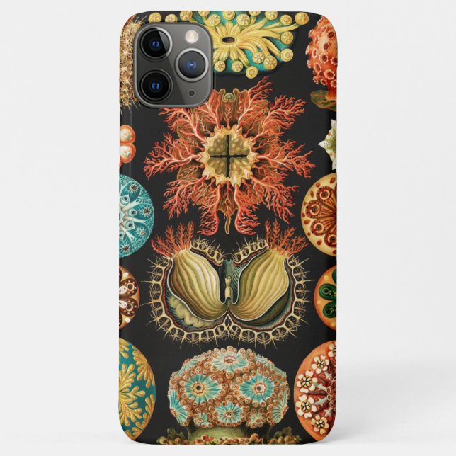 Coques Case-Mate iPhone Ascidiae, Seescheiden Marine Life par Ernst Haecke (Dos)