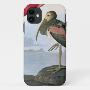 Coques Pour iPhone Audubon : Écarlate IBIS