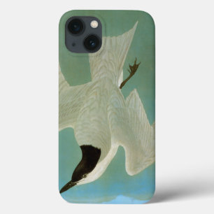 iPhone 13 Case Audubon: Gull-Billed Tern