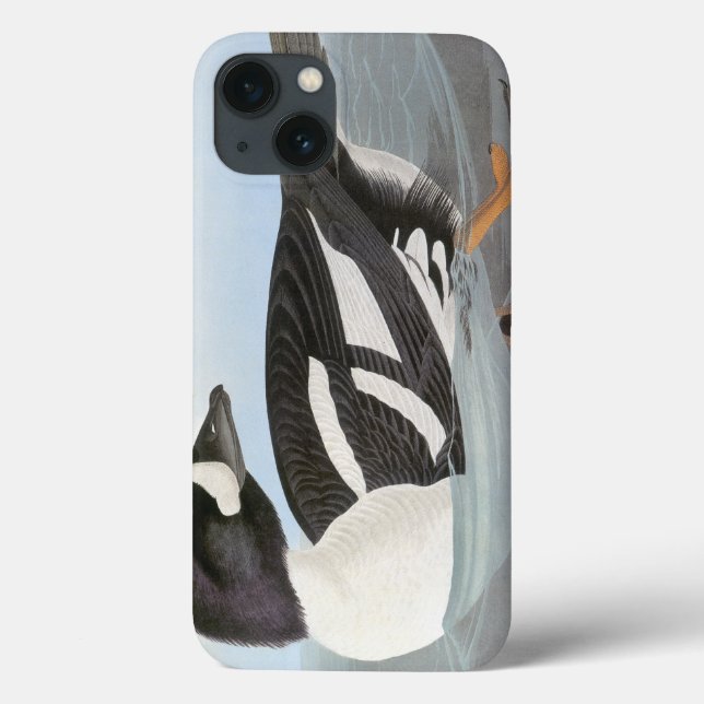 Coques Case-Mate iPhone Audubon : L'oeil d'or de Barrow (Verso)