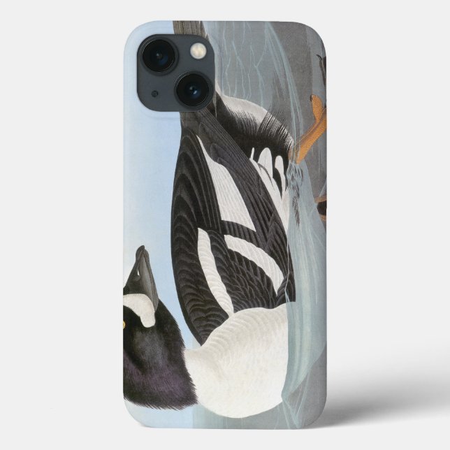 Coques Case-Mate iPhone Audubon : L'oeil d'or de Barrow (Verso)