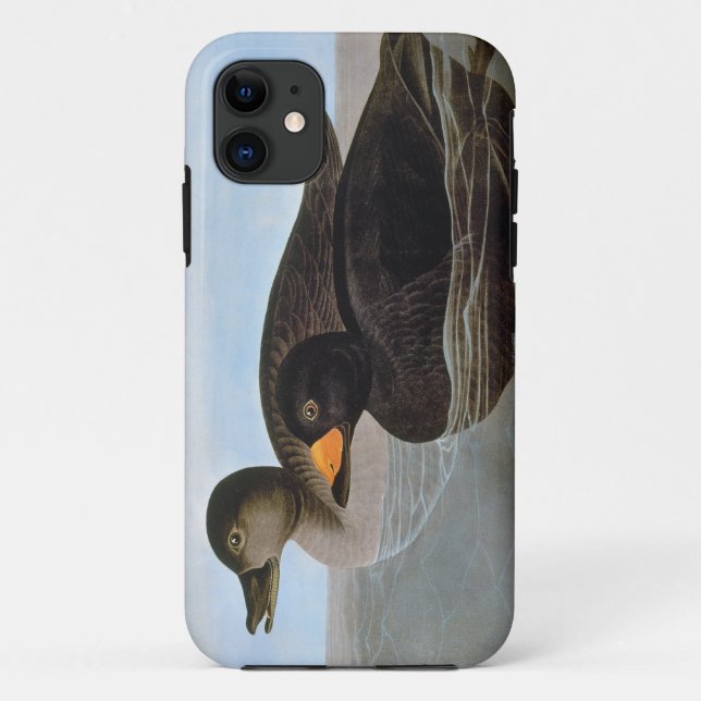 Coques Case-Mate iPhone Audubon : Macreuse noire (Dos)