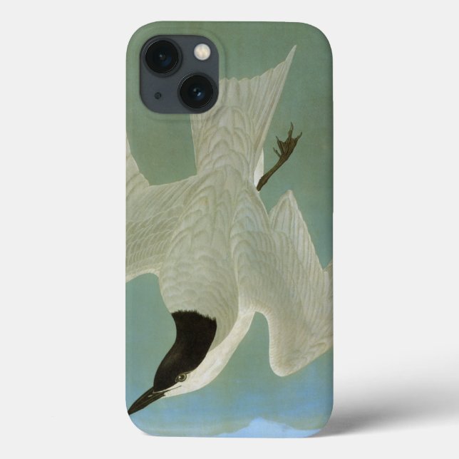 Coques Case-Mate iPhone Audubon : Sterne Mouette-Affichée (Verso)