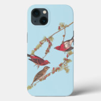 Audubon's Purple Finch Red Birds