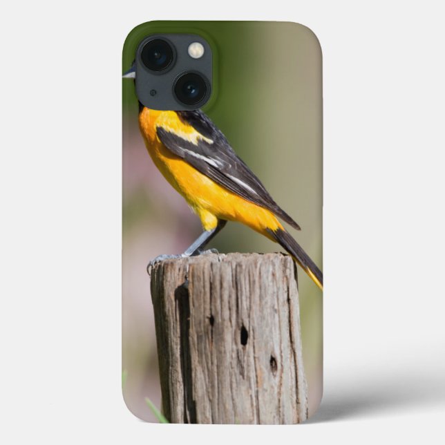 Coques Case-Mate iPhone Baltimore Oriole female in flower garden (Verso)