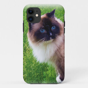 Coque Case-Mate Pour iPhone Beau chat de Ragdoll