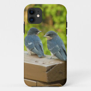Case-Mate iPhone Case Bébé Grange hirondelle Nature Oiseau Photographie