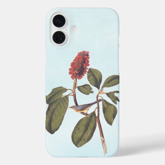 Coques Case-Mate iPhone Bonaparte Moucherolle Canada Paruline Audubon Oise (Verso)