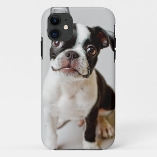 Coque iPhone 11 Boston Terrier