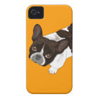 Bouledogue français Bailey