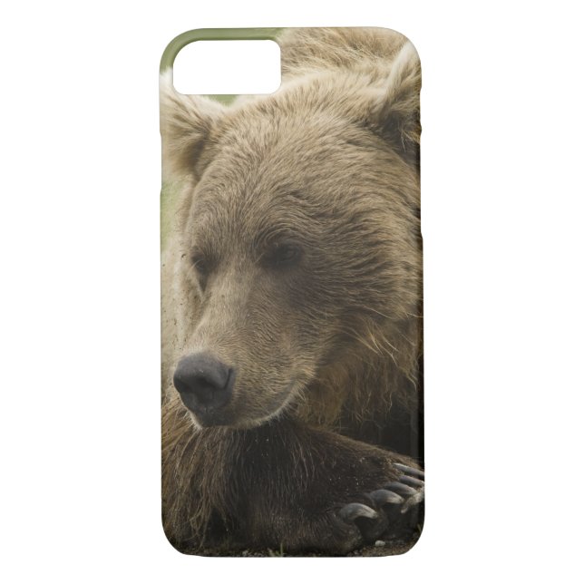 Coques Case-Mate iPhone Brown bear ou Coastal Grizzly Bear, Ursus (Dos)