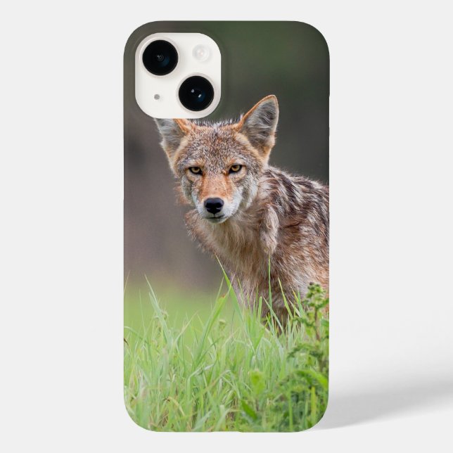Coques Case-Mate iPhone Brown Coyote, Canadian Wildlife Photography (Verso)