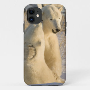 Coques Pour iPhone Canada, Manitoba, Baie d'Hudson, Churchill.