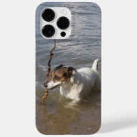 Capo von Oppenheim Jack Russell Terrier, Chien
