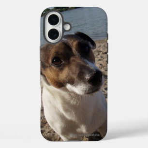 Coques iPhone 16 Plus Capo von Oppenheim Jack Russell Terrier, Chien