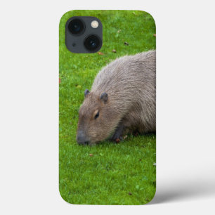Case-Mate iPhone Case Capybara Animal Incroyable