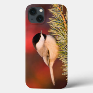 Coques Pour iPhone Carolina Chickadee in Blue Atlas Cedar