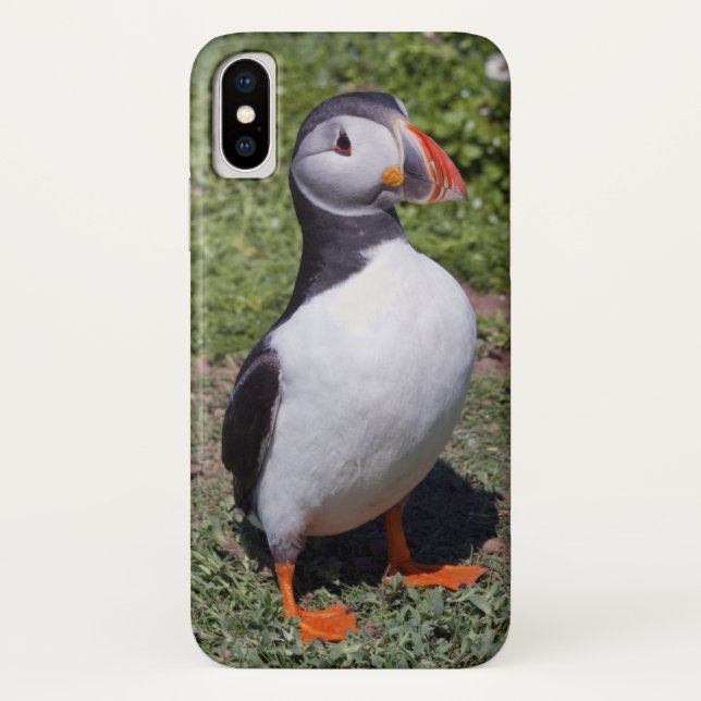 Coques Case-Mate iPhone Cas de l'iPhone X de macareux (Dos)