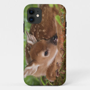 Coque iPhone 11 Cerf à queue blanche âgé de deux jours, Kentucky.
