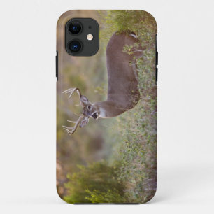 Case-Mate iPhone Case cerf de Virginie (Odocoileus virginianus) mâle 2