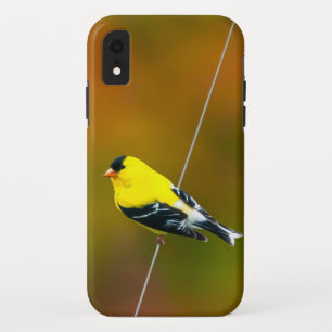 Case-Mate iPhone Case Chardonneret d'Amérique - Photographie originale
