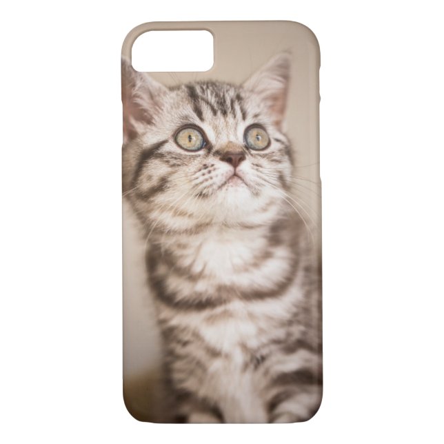 Coques Case-Mate iPhone Chaton britannique gris mignon de cheveux courts (Dos)