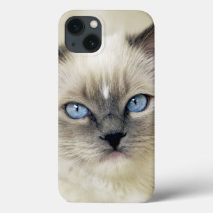 Etui iPhone Case-Mate Chaton Ragdoll