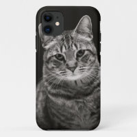 Chaton tigré noir