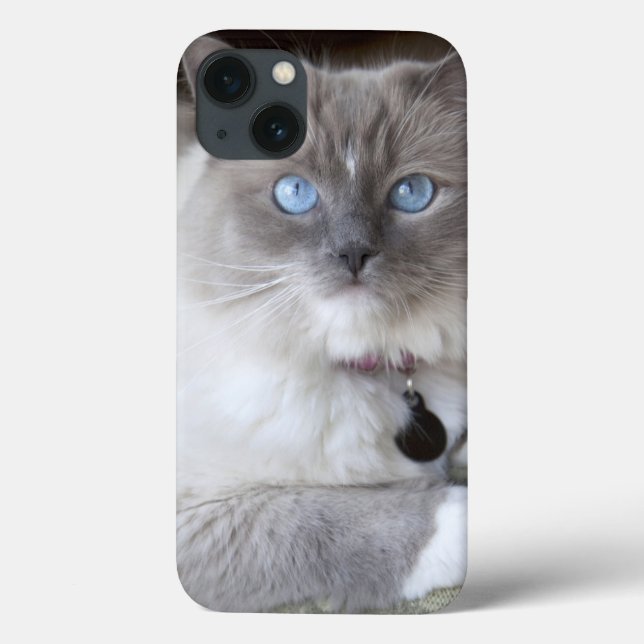 Coques Case-Mate iPhone Chatte Ragdoll (Verso)