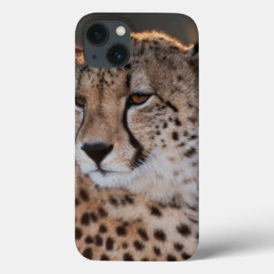 Coques Pour iPhone Cheetah looking away
