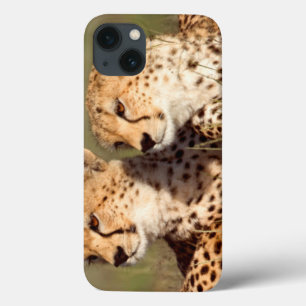 Etui iPhone 13 Cheetah Lying