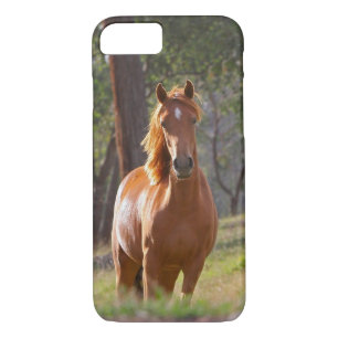 Coque iPhone 8/7 Cheval dans les bois