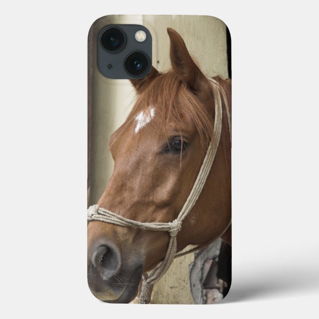 Coques Case-Mate iPhone Chevaux arabes (Verso)