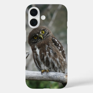 Coque Pour iPhone 16 Chevêchette naine
