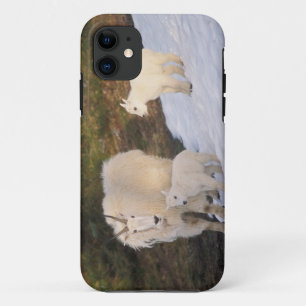 Coque iPhone 11 chèvre de montagne