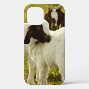 Case-Mate iPhone Case Chèvres Boer curieuses dans une ferme ensoleillée 