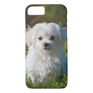 Case-Mate iPhone Case Chien chiot maltais blanc mou