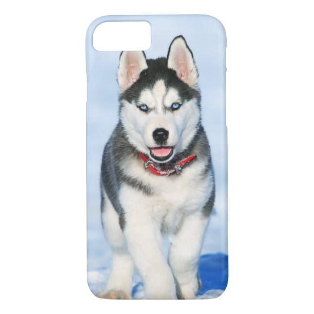 Coques Case-Mate iPhone Chien coquelicot de Sibérie à la neige (Dos)
