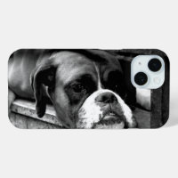 Chien de boîte sur l'iphm de fenêtre
