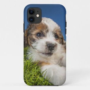 Etui iPhone Case-Mate Chien de chiot mou (Shitzu)