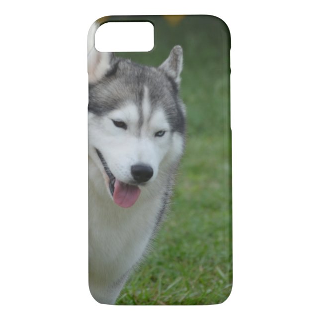 Coques Case-Mate iPhone Chien de traîneau sibérien mignon (Dos)